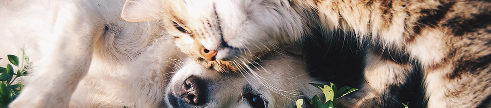 動物